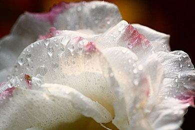 本周FAMI评分：《星之海洋6》进入白金殿堂